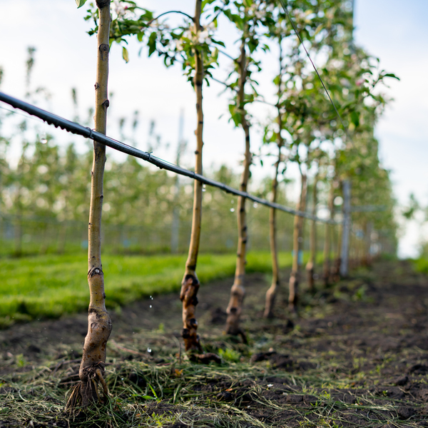 Agua segura: el nuevo factor que determina el valor de un campo