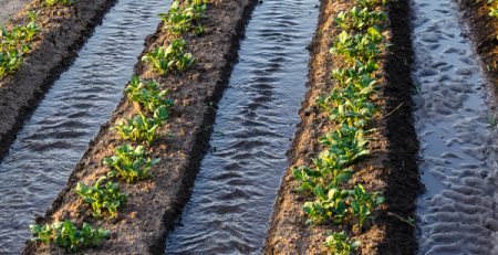 Gestionar el agua hoy para asegurar la producción de mañana