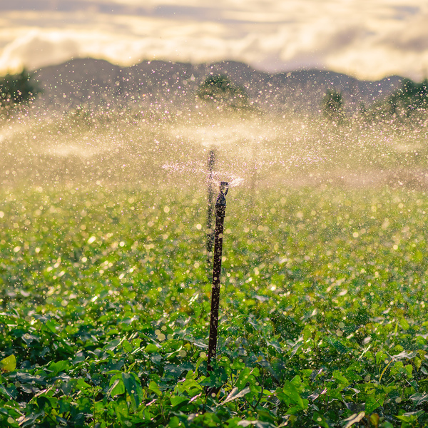 Pozos profundos: la inversión que asegura el riego en tiempos de escasez